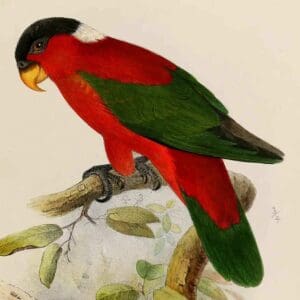 Illustration of the White-naped Lory