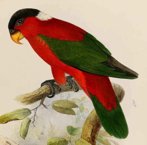 Illustration of the White-naped Lory