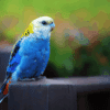 A wild Pale-headed Rosella perches on a fence