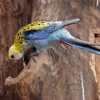 A wild Pale-headed Rosella perches on a tree cavity