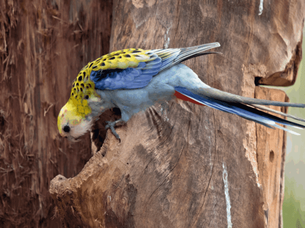 A wild Pale-headed Rosella perches on a tree cavity