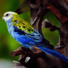 A wild Pale-headed Rosella perches