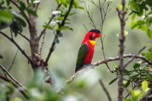 A Yellow-bibbed Lory perches on a branch