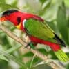 A wild Yellow-bibbed Lory perches on a branch