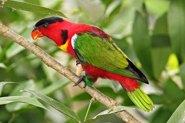 A wild Yellow-bibbed Lory perches on a branch