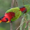 A Yellow-bibbed Lory at Jurong Bird Park, Singapore