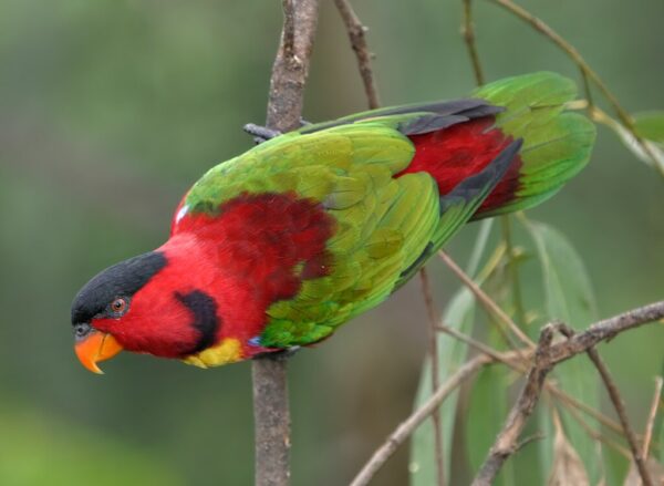 A Yellow-bibbed Lory at Jurong Bird Park, Singapore