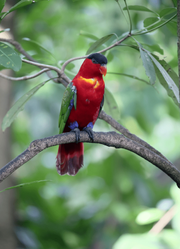 A wild Yellow-bibbed Lory perches on a branch