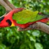 A Yellow-bibbed Lory at Jurong Bird Park, Singapore