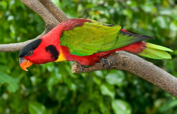 A Yellow-bibbed Lory at Jurong Bird Park, Singapore