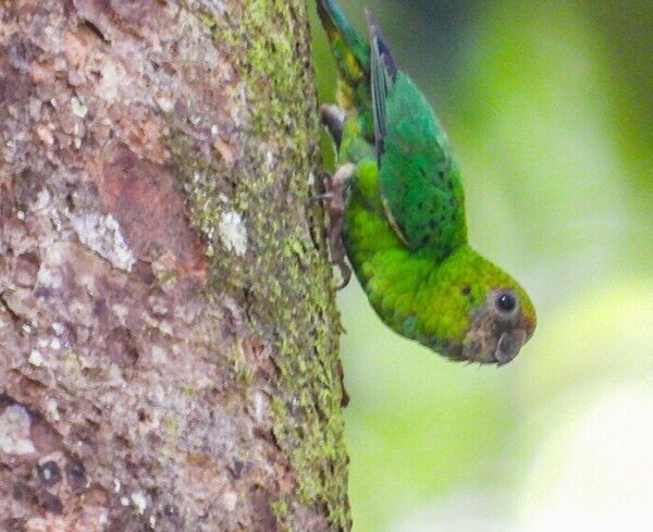 A wild Yellow-capped Pygmy Parrot clings to a tree trunk