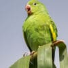 A wild Yellow-chevroned Parakeet perches atop a palm leaf