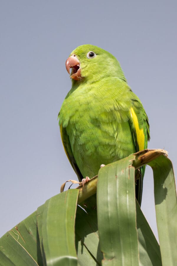 A wild Yellow-chevroned Parakeet perches atop a palm leaf