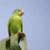 A wild Yellow-chevroned Parakeet perches atop a palm leaf