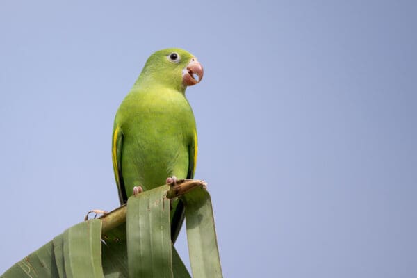 A wild Yellow-chevroned Parakeet perches atop a palm leaf