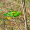 A wild Yellow-chevroned Parakeet clings to a branch