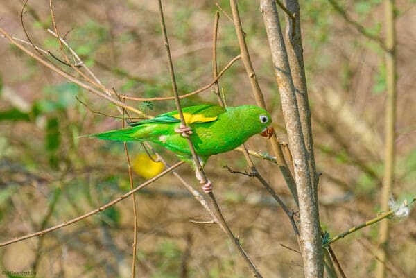 A wild Yellow-chevroned Parakeet clings to a branch