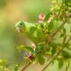 A wild Yellow-chevroned Parakeet forages in a tree