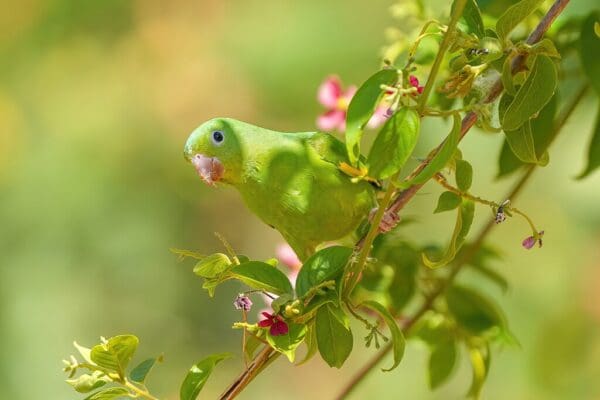 A wild Yellow-chevroned Parakeet forages in a tree
