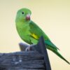 A wild Yellow-chevroned Parakeet perches on a wooden structure