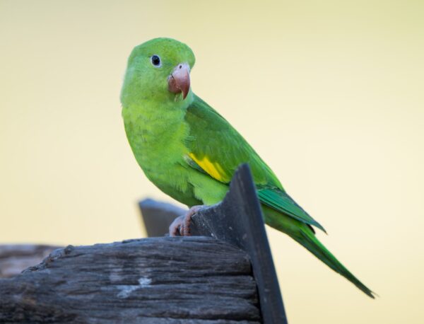 A wild Yellow-chevroned Parakeet perches on a wooden structure