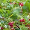 A wild Yellow-chevroned Parakeet forages in a tree