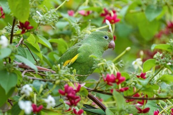 A wild Yellow-chevroned Parakeet forages in a tree