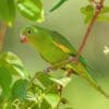 A wild Yellow-chevroned Parakeet forages in a tree