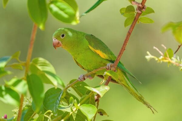 A wild Yellow-chevroned Parakeet forages in a tree