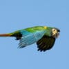 A wild Yellow-collared Macaw in flight