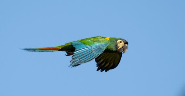 A wild Yellow-collared Macaw in flight