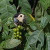 A wild Yellow-collared Macaw feeds on fruits