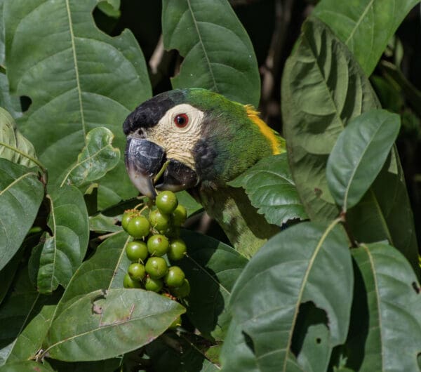 A wild Yellow-collared Macaw feeds on fruits