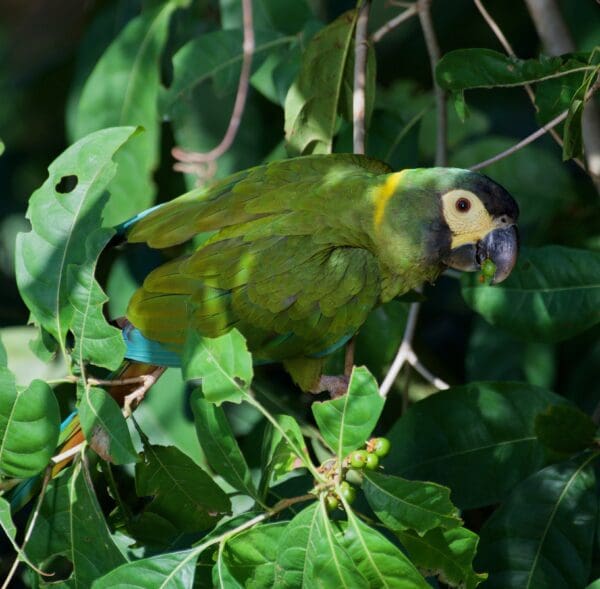 A wild Yellow-collared Macaw perches in a tree