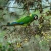 A wild Yellow-collared Macaw clambers along a tree branch