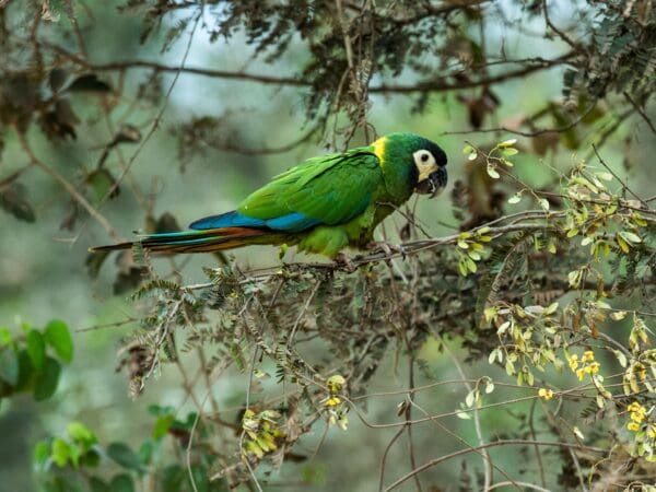 A wild Yellow-collared Macaw clambers along a tree branch