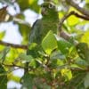 Wild Yellow-crowned Amazon perches in a tree