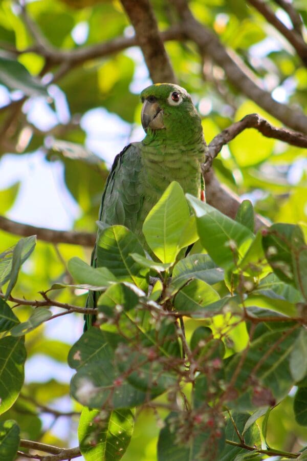 Wild Yellow-crowned Amazon perches in a tree