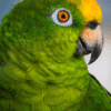 Closeup of Yellow-crowned Amazon