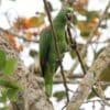 Wild Yellow-crowned Amazon perches in a tree