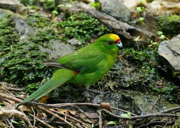 A wild Yellow-crowned Parakeet forages on the forest floor