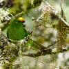 A wild Yellow-crowned Parakeet perches in a tree