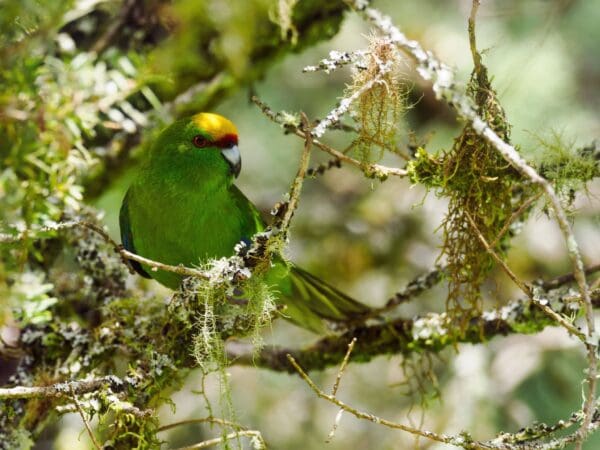 A wild Yellow-crowned Parakeet perches in a tree