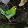 A wild Yellow-crowned Parakeet sits at a watering hole