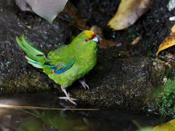 A wild Yellow-crowned Parakeet sits at a watering hole