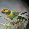 A wild Yellow-eared Parrot perches in a tree