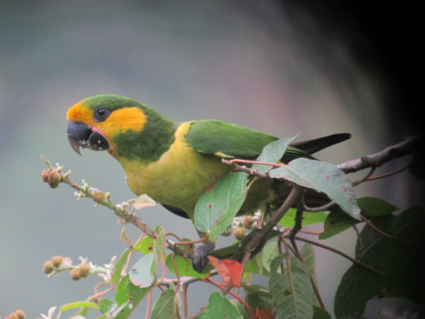 A wild Yellow-eared Parrot perches in a tree