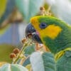 A wild Yellow-eared Parrot feeds on fruits