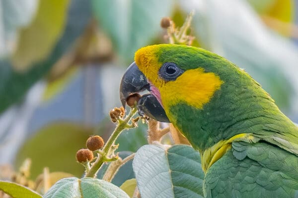 A wild Yellow-eared Parrot feeds on fruits