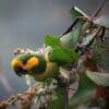 A wild Yellow-eared Parrot perches in a tree